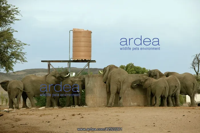 : African Desert Elephant - drinking from man-made : African Desert Elephant - drinking from man-made