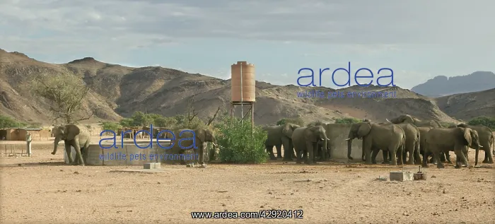 : African Desert Elephant - drinking from man-made : African Desert Elephant - drinking from man-made