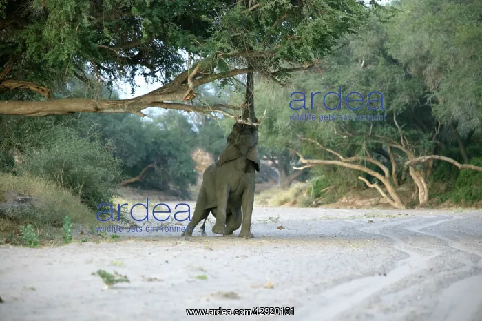 : African Desert Elephant - feeding : African Desert Elephant - feeding