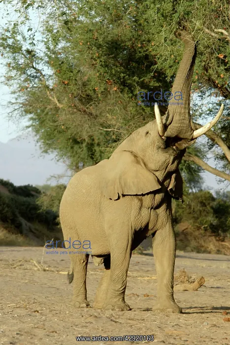 : African Desert Elephant - feeding : African Desert Elephant - feeding