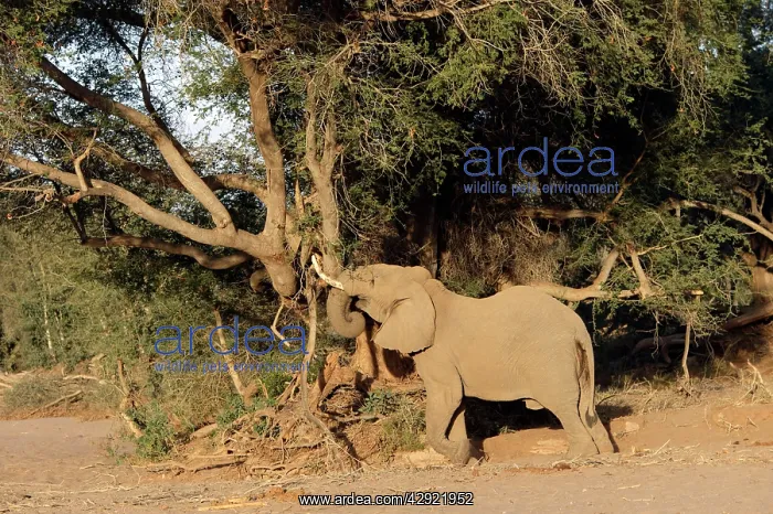 : African Desert Elephant - feeding : African Desert Elephant - feeding