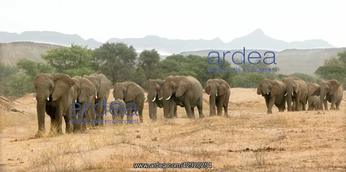 : African Desert Elephant - herd : African Desert Elephant - herd