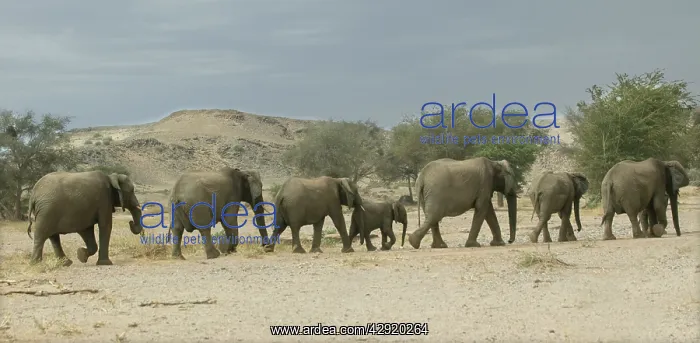 : African Desert Elephant - herd : African Desert Elephant - herd