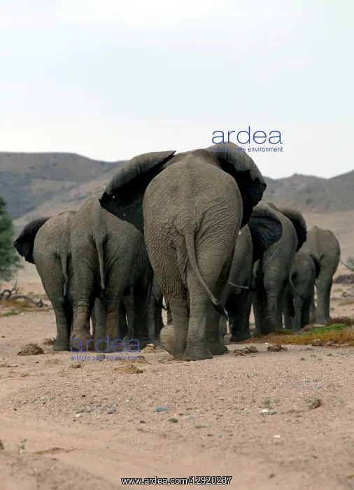 : African Desert Elephant - showing ears from behind : African Desert Elephant - showing ears from behind