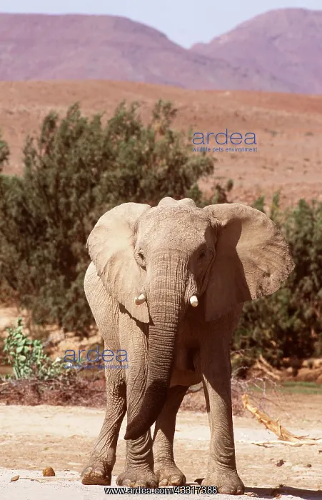: AFRICAN DESERT ELEPHANT - single female in dry : AFRICAN DESERT ELEPHANT - single female in dry