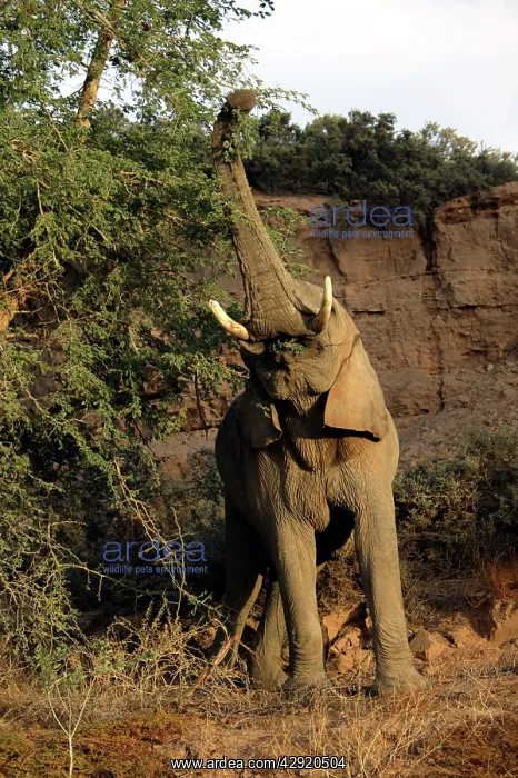 : African Desert Elephant - stretching for food : African Desert Elephant - stretching for food