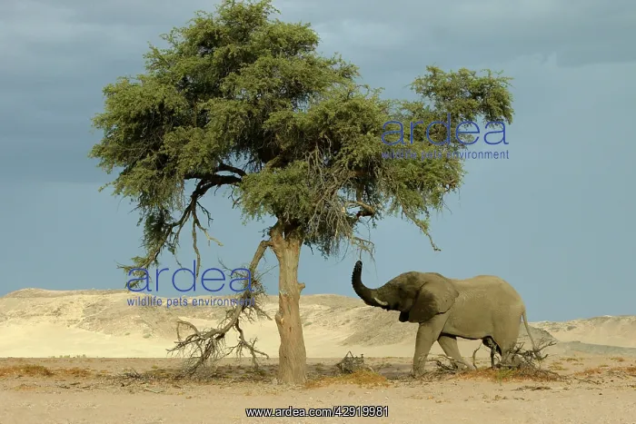 : African Desert Elephant - by tree : African Desert Elephant - by tree