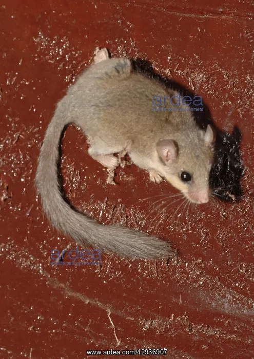 : African Dormouse : African Dormouse