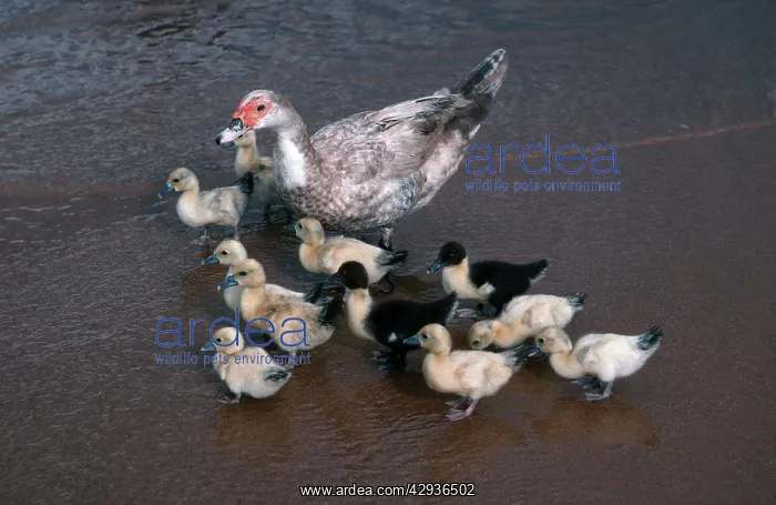 : African duck with ten ducklings : African duck with ten ducklings