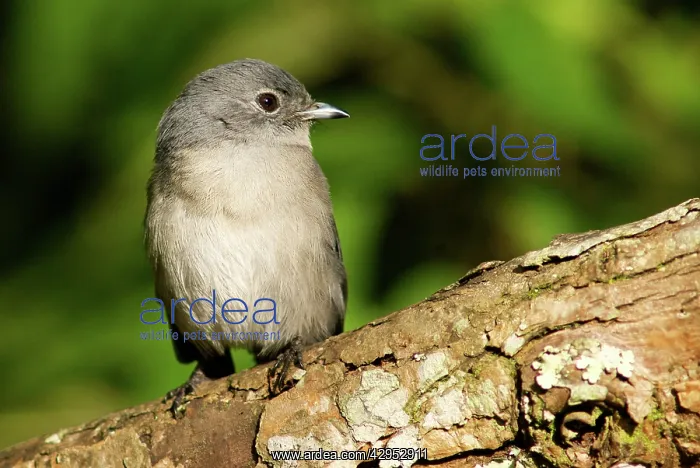 : African Dusky Flycatcher : African Dusky Flycatcher