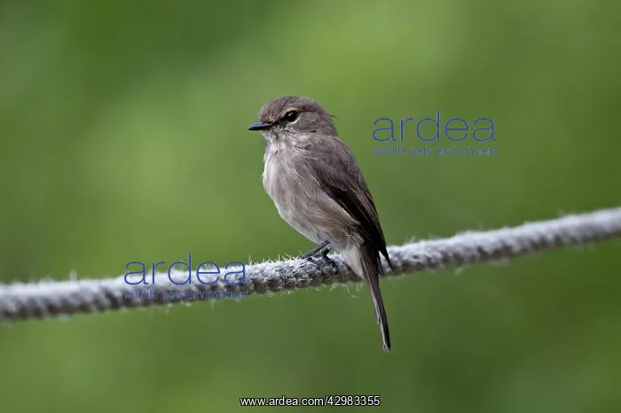 : African Dusky Flycatcher : African Dusky Flycatcher