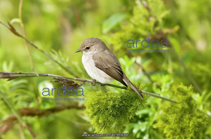 : African Dusky Flycatcher. perched on branch - : African Dusky Flycatcher. perched on branch -