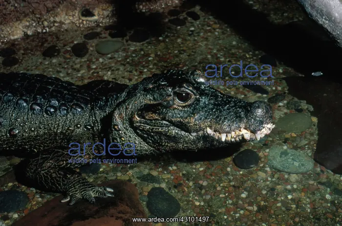: African Dwarf Crocodile : African Dwarf Crocodile