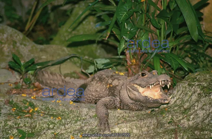 : African Dwarf Crocodile : African Dwarf Crocodile