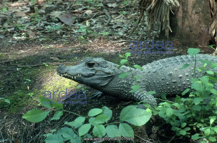 : African Dwarf Crocodile : African Dwarf Crocodile