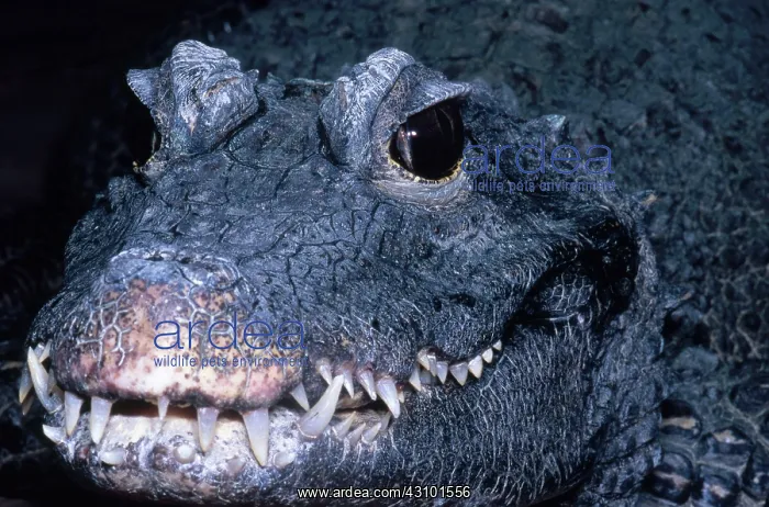 : African Dwarf Crocodile : African Dwarf Crocodile