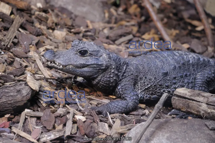 : African dwarf crocodile (Osteolaemus tetraspis) : African dwarf crocodile (Osteolaemus tetraspis)