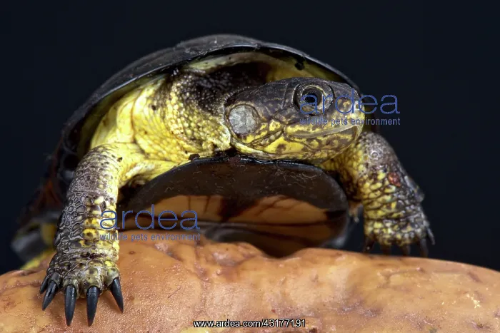 : African dwarf mud turtle (Pelusios nanus), Democratic : African dwarf mud turtle (Pelusios nanus), Democratic