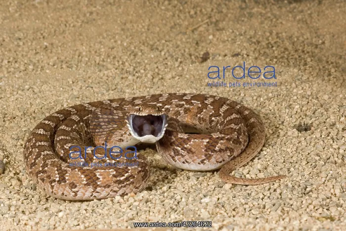 : African Egg Eating Snake, Dasypeltis scabra : African Egg Eating Snake, Dasypeltis scabra