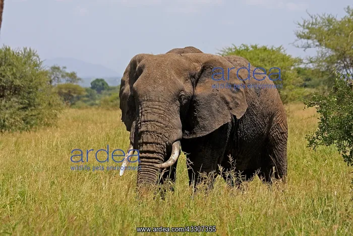: African Elephant 1 183 : African Elephant 1 183