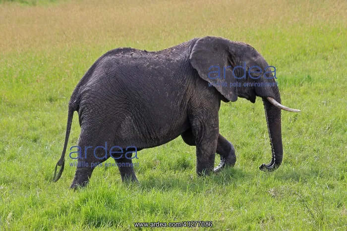 : African Elephant 1 601 : African Elephant 1 601