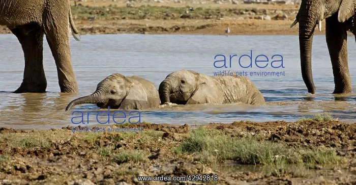 : African Elephant - 2 Calves playing in the water : African Elephant - 2 Calves playing in the water