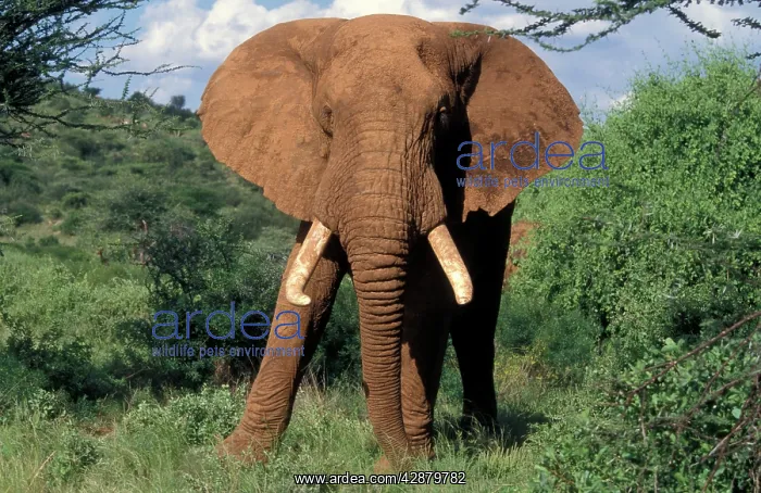 : African Elephant : African Elephant