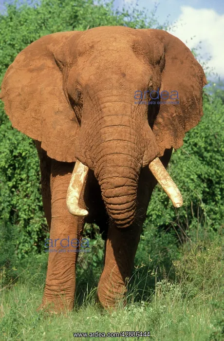 : African Elephant : African Elephant