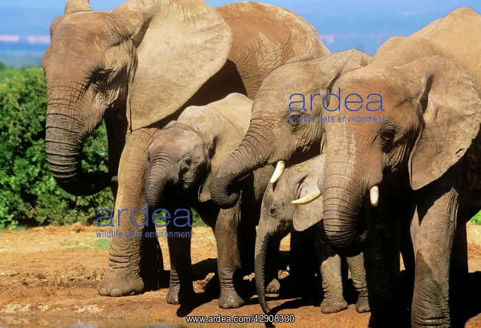 : African ELEPHANT : African ELEPHANT