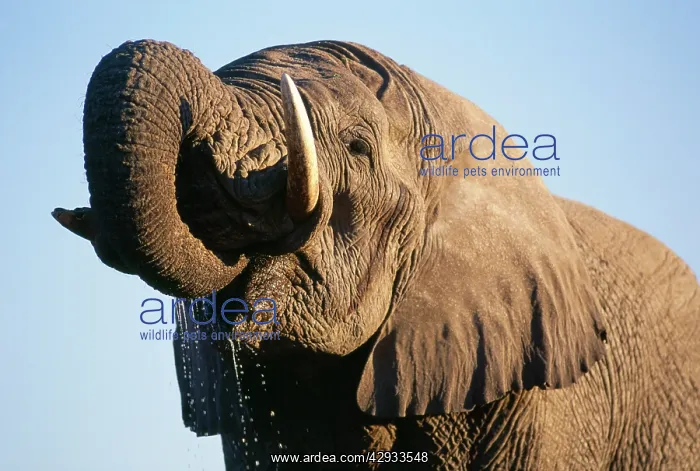 : African Elephant : African Elephant