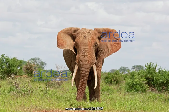 : African Elephant : African Elephant