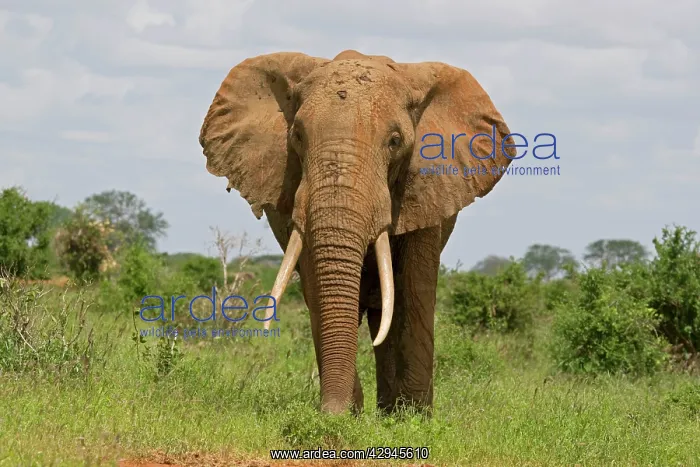 : African Elephant : African Elephant