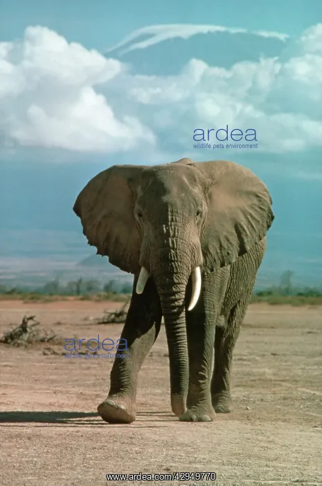 : African Elephant : African Elephant