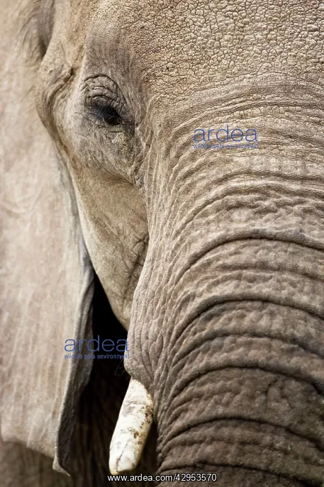 : African Elephant : African Elephant