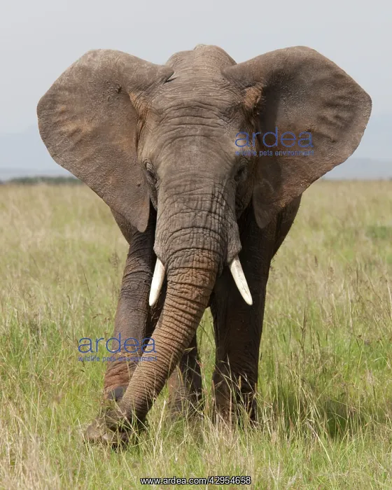 : African Elephant : African Elephant