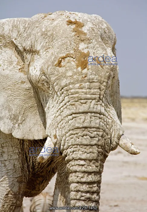 : African Elephant : African Elephant