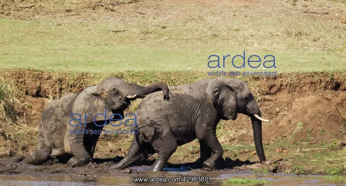 : African Elephant : African Elephant