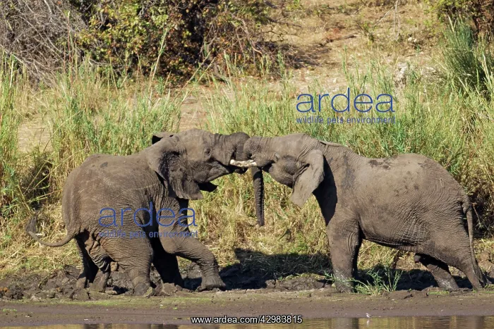 : African Elephant : African Elephant