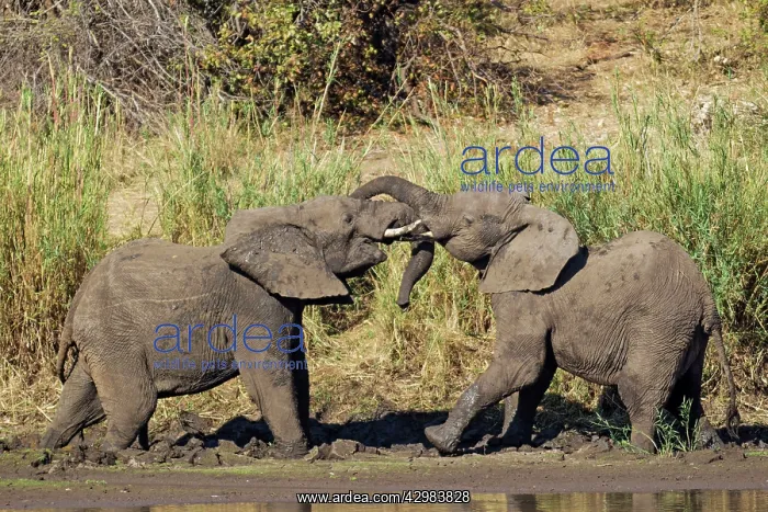 : African Elephant : African Elephant