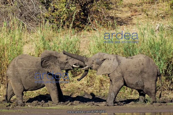 : African Elephant : African Elephant