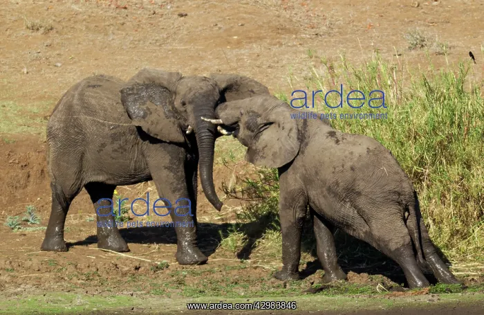 : African Elephant : African Elephant