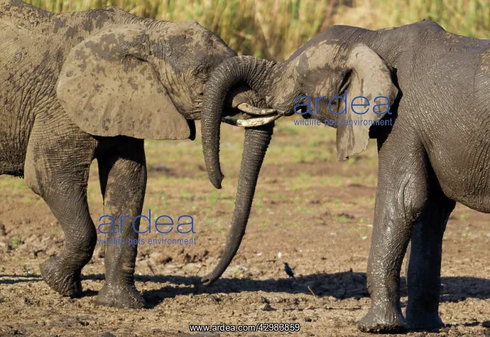 : African Elephant : African Elephant