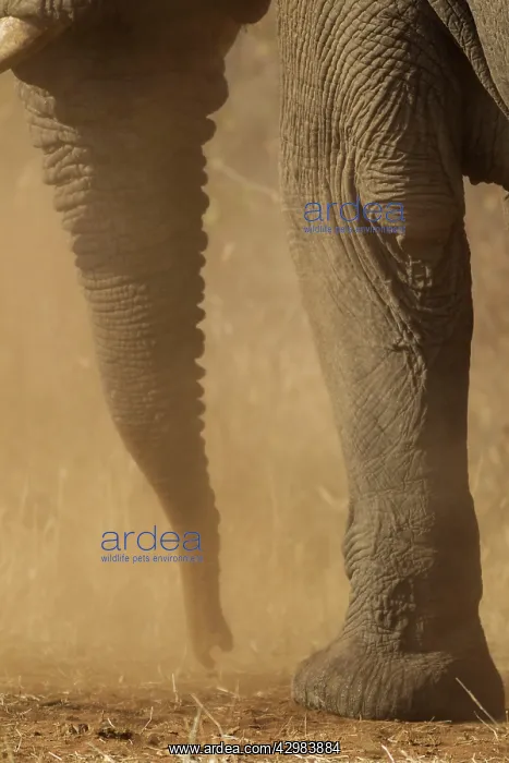 : African Elephant : African Elephant