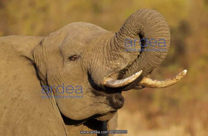 : African Elephant : African Elephant