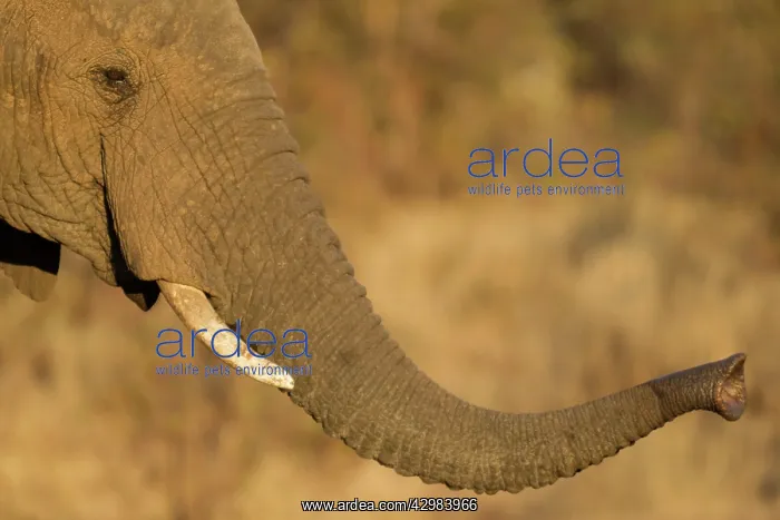 : African Elephant : African Elephant