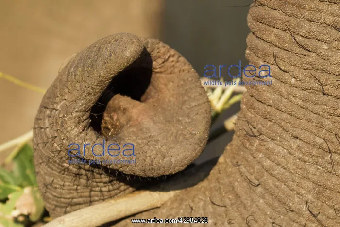 : African Elephant : African Elephant