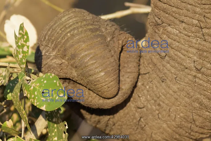 : African Elephant : African Elephant