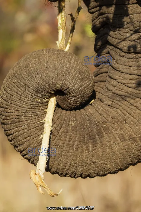 : African Elephant : African Elephant