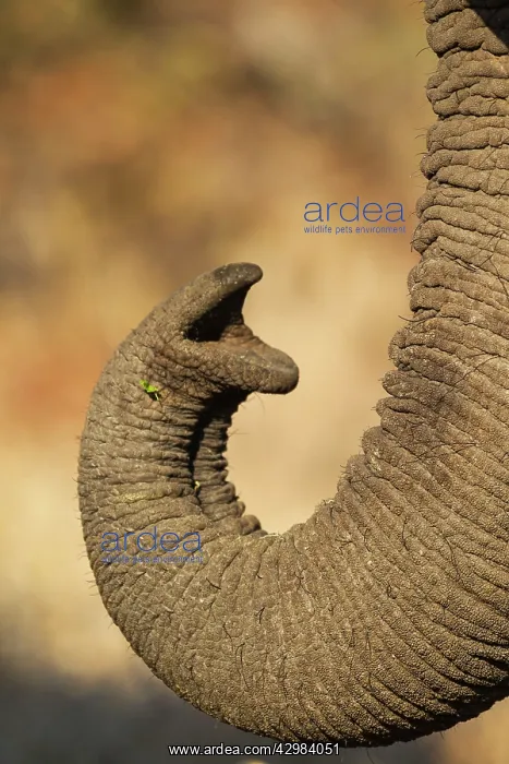 : African Elephant : African Elephant