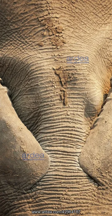 : African Elephant : African Elephant